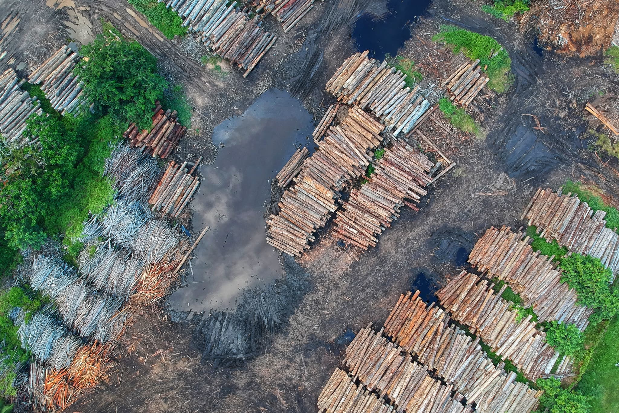 Global forest management data at 100 m resolution