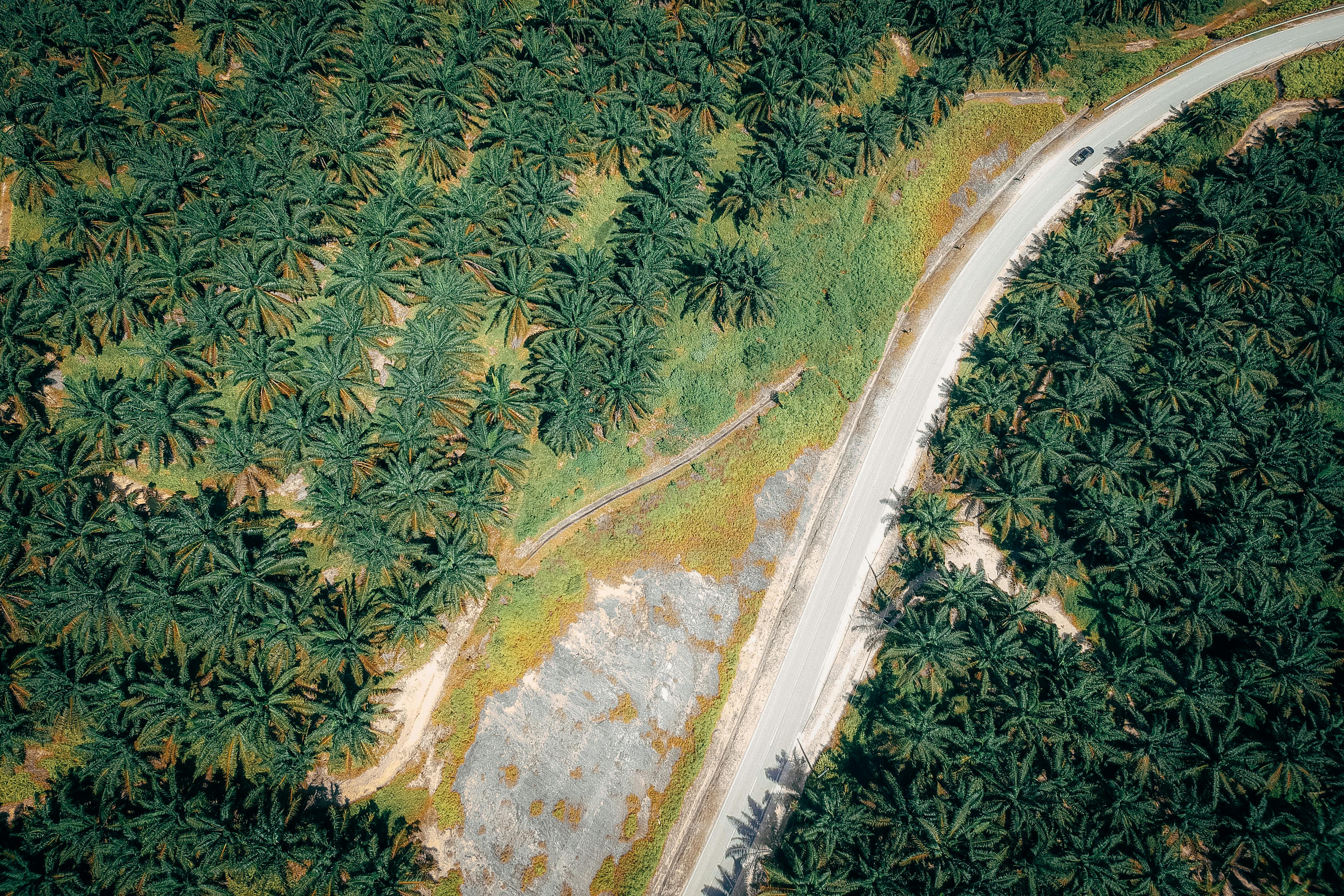 Mapping drivers of tropical forest loss with satellite time series and AI